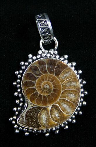 Whole Polished Ammonite Pendant #1857